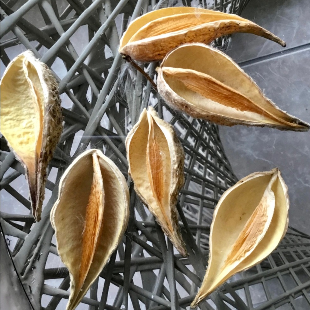 20 Natural Dried Pod Home Accent - Decorative Bowl Filler